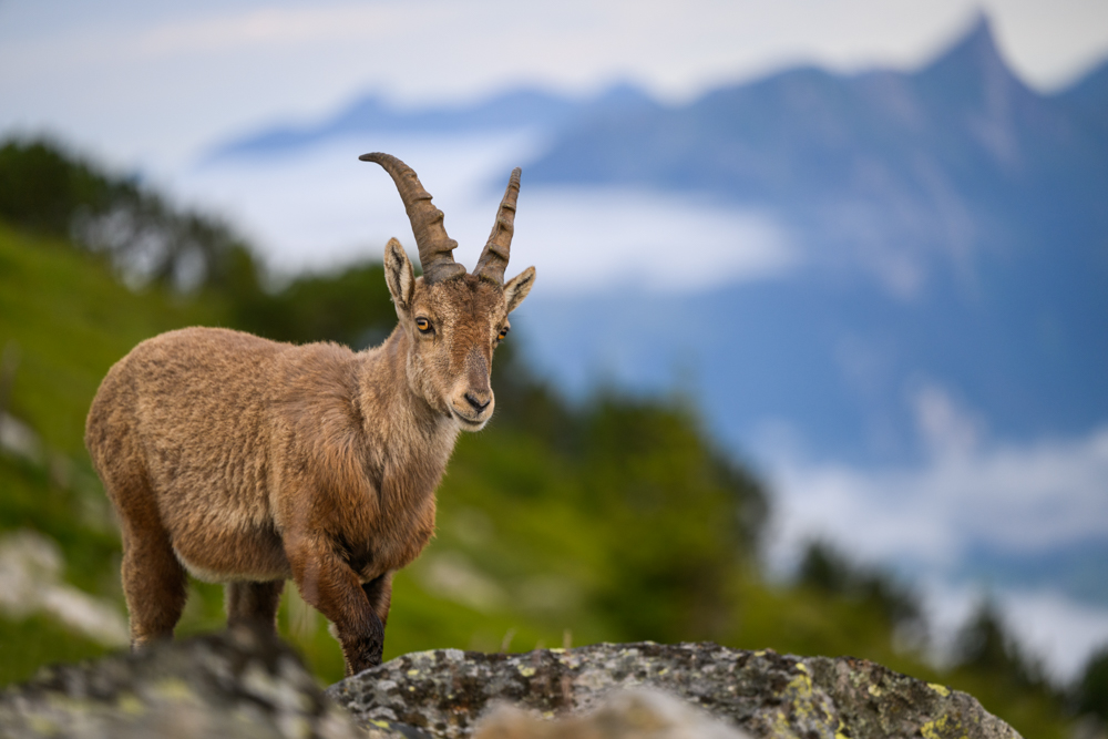 Tierfotos Beispiele mit der Nikon Z9 und dem 70-200mm 2.8.